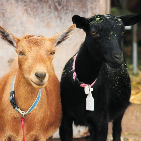 Meet the Goats